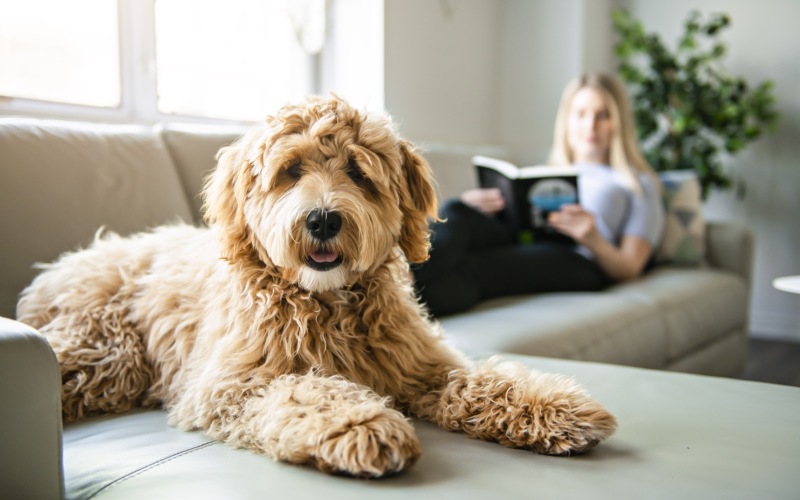 Goldendoodle dog lounging on a grey sofa with blond woman reading a book in the background