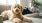 Goldendoodle dog lounging on a grey sofa with blond woman reading a book in the background